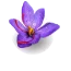 زعفران