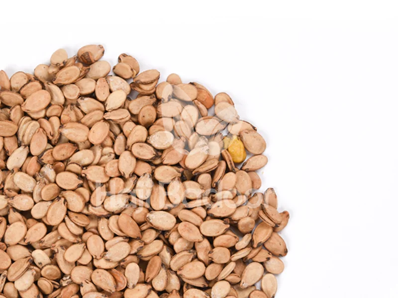 تخمه محبوبی خام اعلا را با بهترین قیمت از آجیل فروشی حاجی بادومی بخرید