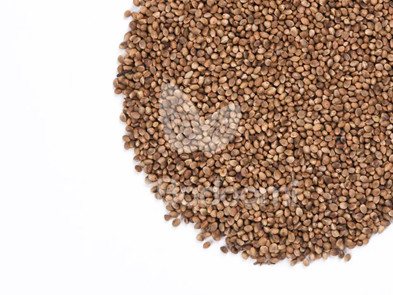 شاهدانه درجه یک