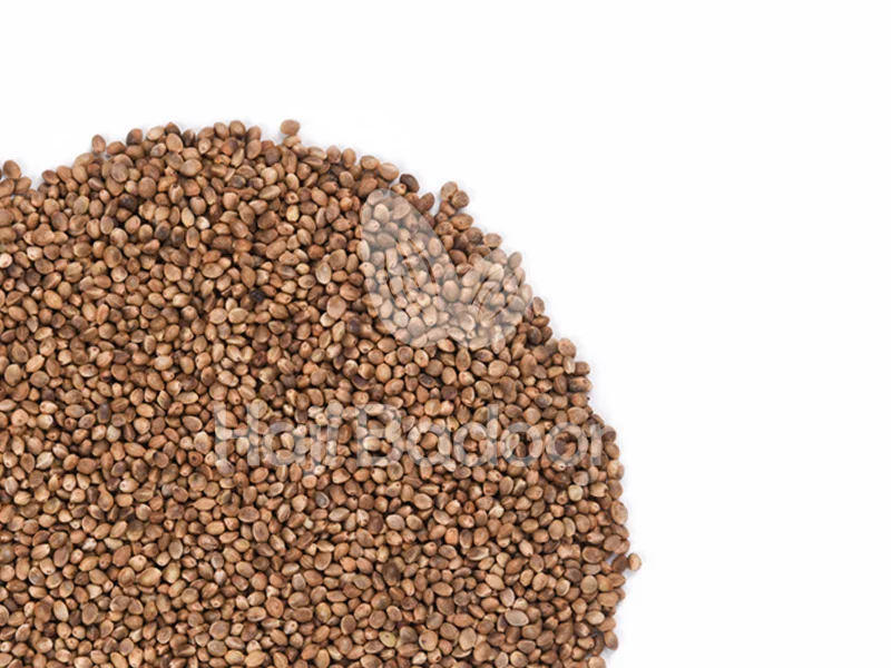 خرید شاهدانه درجه یک از آجیل فروشی حاجی بادومی