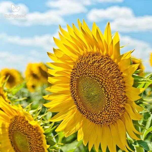 تقویت سیستم ایمنی بدن