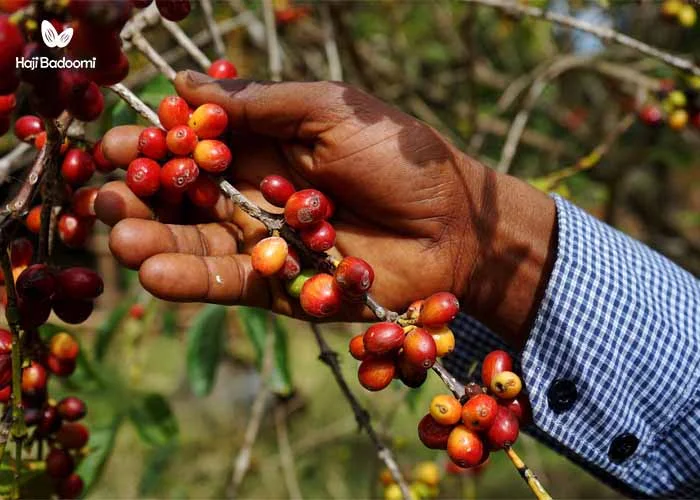 خرید قهوه فوری: قهوه از چه گیاهی بدست میآید؟