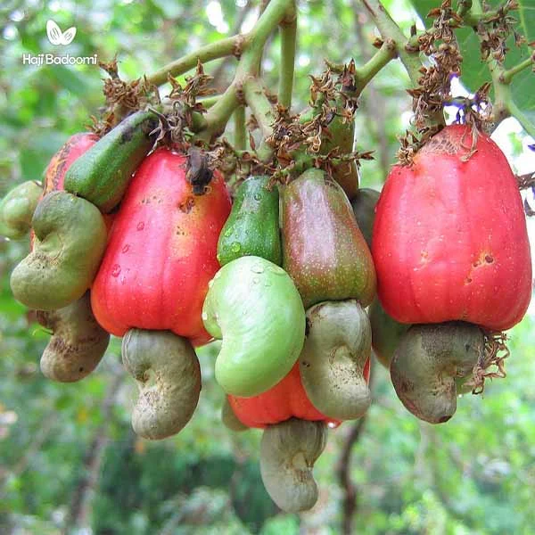 8. خواص بادام هندی برای ورزشکاران و بدنسازان