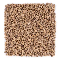 شاهدانه شور درجه یک